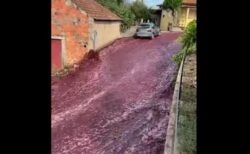 【ポルトガル】蒸留所のタンクが破裂、大量の赤ワインが道路に溢れる