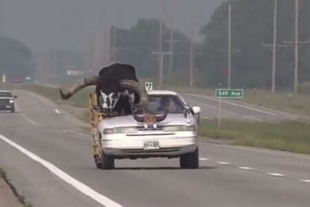 車の助手席に巨大な牛を乗せた男性、警察に呼び止められる【アメリカ】