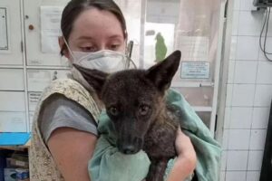 キツネとイヌが交配して生まれた種の可能性、研究結果で示唆される