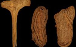 スペインで発見された古代の履き物、ヨーロッパ最古、約6000年前に作られたと判明