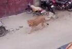 パキスタンで車からライオンが逃走、町の中をさまよい歩く【動画】