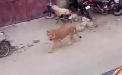 パキスタンで車からライオンが逃走、町の中をさまよい歩く【動画】
