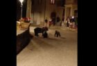 イタリアで男がクマの母親を射殺、猛烈な反発が巻き起こる