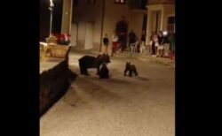 イタリアで男がクマの母親を射殺、猛烈な反発が巻き起こる