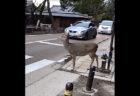 横断歩道を渡る日本の鹿が、海外のツイッターで話題に