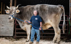 マサチューセッツ州の牛が背の高さでギネス記録に、体高180cm超