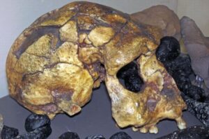 初期人類は人口減少により、絶滅寸前だった可能性