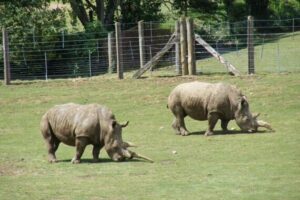 南アでシロサイの野生復帰プログラムを実施へ、2000頭を自然に放つ予定