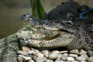 中国の飼育場から75頭のワニが逃走、台風11号の影響で湖が氾濫