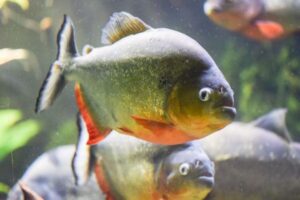 ブラジルの川でボートが衝突、男性の遺体にピラニアが食べた痕跡