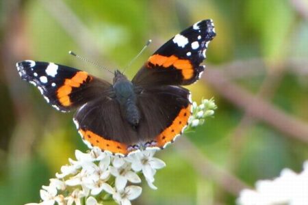 イギリスで蝶の数が2019年以降、最も多く記録される
