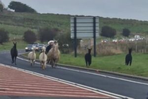 アルパカとラマが農場から脱走、ハイウェイが渋滞に陥る【イギリス】