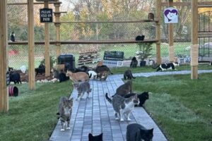 大型の屋外シェルターがオープン、数多くの野良猫たちがのびのび過ごす