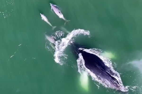 クジラとイルカが楽しそうに追いかけっこ、珍しい瞬間を撮影