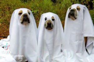 ハロウィーンのコスチュームを着た3匹のワンコが可愛い！