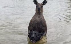 犬を溺死させようとするカンガルー、男性が救助に成功【オーストラリア】