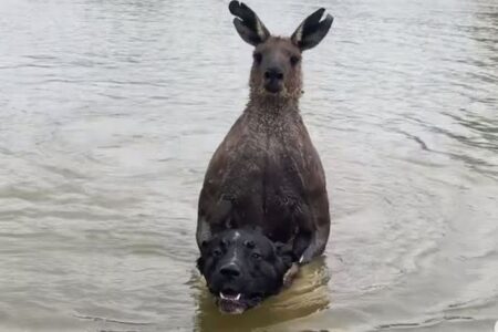 犬を溺死させようとするカンガルー、男性が救助に成功【オーストラリア】