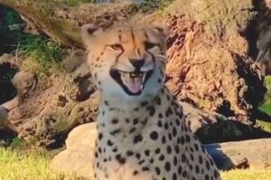 まるで普通のネコと同じ…チーターの鳴き声が可愛すぎる