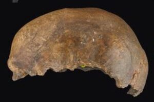 古代の北西ヨーロッパでは、カニバリズムが頻繁に行われていた可能性