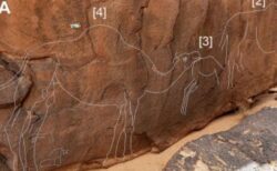 サウジアラビアの遺跡で、ラクダが描かれた美しい岩絵を発見