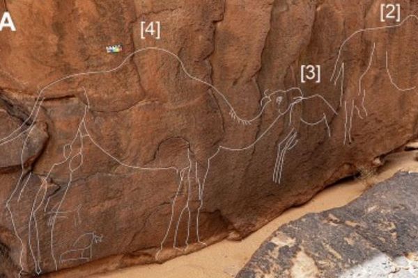 サウジアラビアの遺跡で、ラクダが描かれた美しい岩絵を発見