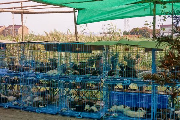 中国の警察が、屠殺されそうな1000匹以上のネコを救出
