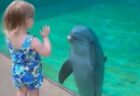 水族館でイルカが子供を見つめ、話したがっている仕草を見せる