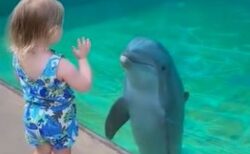 水族館でイルカが子供を見つめ、話したがっている仕草を見せる