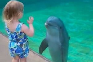 水族館でイルカが子供を見つめ、話したがっている仕草を見せる