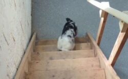 階段の登り方が、どうしても分からないワンコが可愛い【動画】