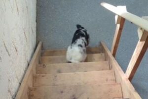 階段の登り方が、どうしても分からないワンコが可愛い【動画】