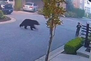 子供がクマに遭遇、緊張の一瞬をとらえた動画が恐ろしい