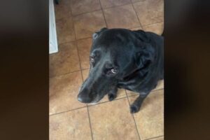 期待していたおやつが、美味しくなかった時のワンコの反応が面白い