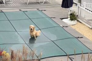 隣の家のプールが大好きなワンコ、カバーが掛けられても侵入してしまう