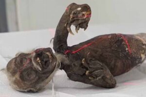 不気味な「フィジーの人魚」を調査、スキャンした結果が明らかに