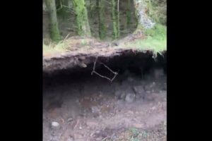 森が海のようにうねる…暴風が吹き荒れている最中、不思議な現象に遭遇