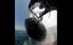 男性がサーフィンしていたらクジラが浮上、衝突の瞬間を撮影
