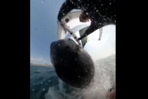 男性がサーフィンしていたらクジラが浮上、衝突の瞬間を撮影