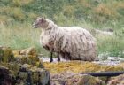 イギリスで最も孤独な羊…険しい崖に1匹で暮らす姿を目撃