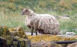 イギリスで最も孤独な羊…険しい崖に1匹で暮らす姿を目撃