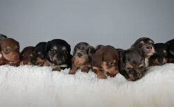 ダックスフントが11匹の子犬を出産、飼い主もびっくり【イギリス】