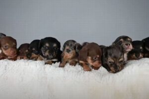 ダックスフントが11匹の子犬を出産、飼い主もびっくり【イギリス】