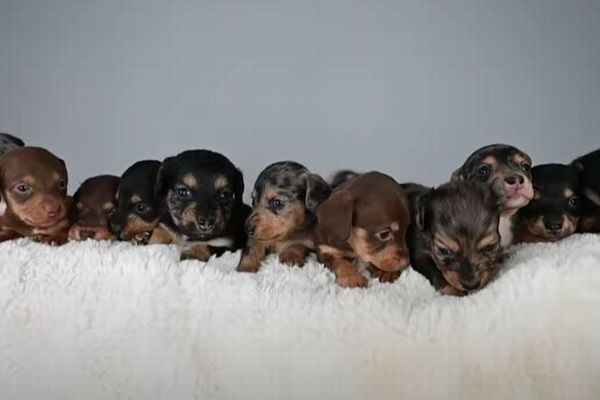 ダックスフントが11匹の子犬を出産、飼い主もびっくり【イギリス】