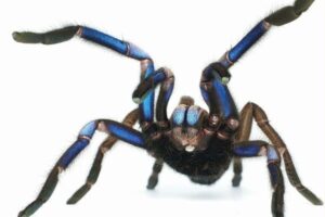 青い輝きを放つタランチュラの新種、タイ南部で発見