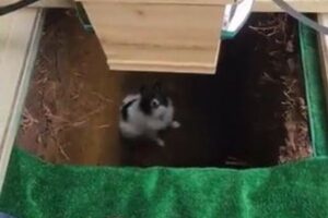 葬儀の最中、ワンコが棺を納める穴に落ちてしまう【動画】