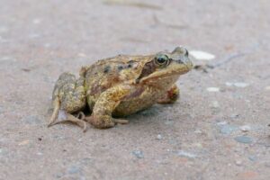 メスのカエルが、繁殖期にオスを避けるために死んだふりをしていた！