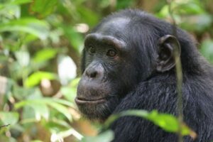 チンパンジーのメスも閉経後に長期間生存、人間以外の霊長類で初めて確認