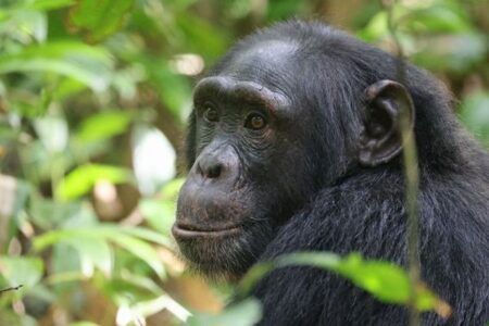 チンパンジーのメスも閉経後に長期間生存、人間以外の霊長類で初めて確認
