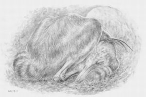 モンゴルで発見された小型肉食恐竜の化石、鳥のような姿勢で眠っていた!