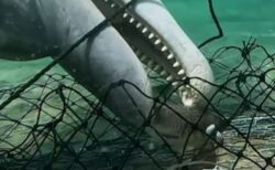 イルカがカニ漁の仕掛けから魚を奪う、珍しい姿を記録【動画】